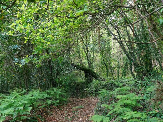 Carballeira de Leirana oak grove