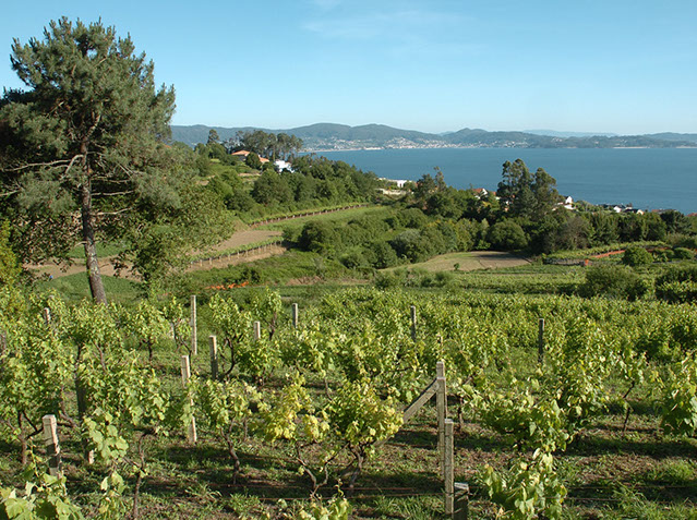 Viñedos de Albariño con vistas al mar